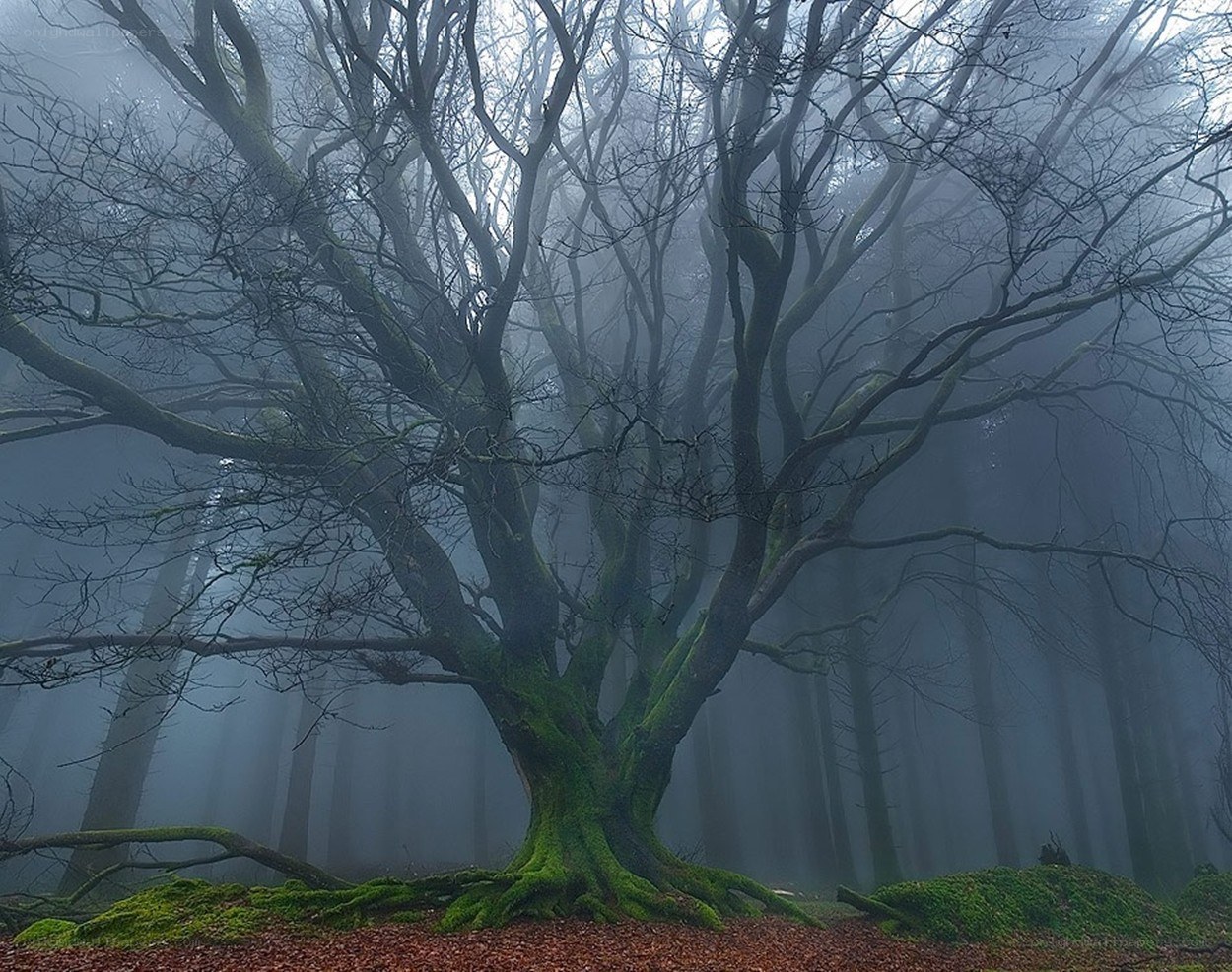 Mystical forest tree