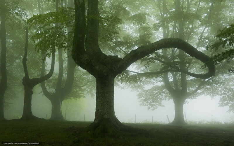 Mystical Forest Trees