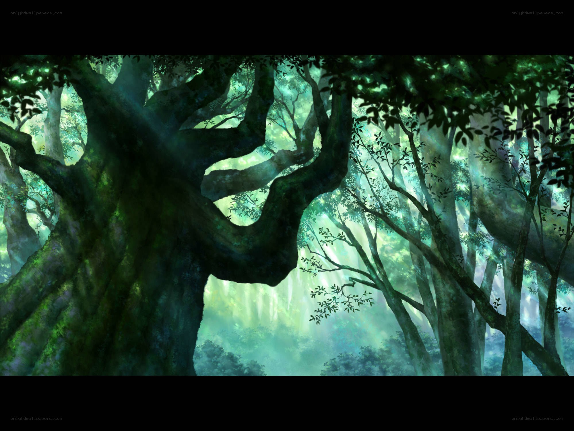 mystical forest with ancient trees
