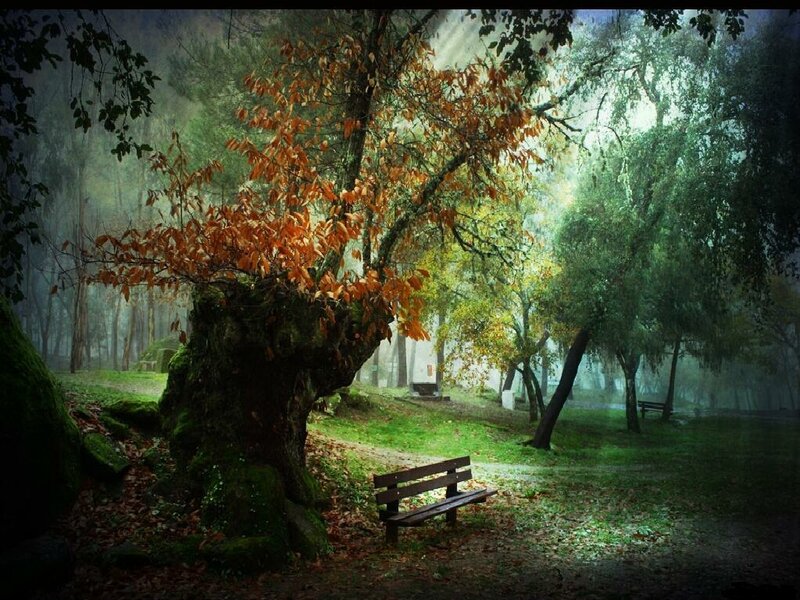 Mystical forest with autumn tree