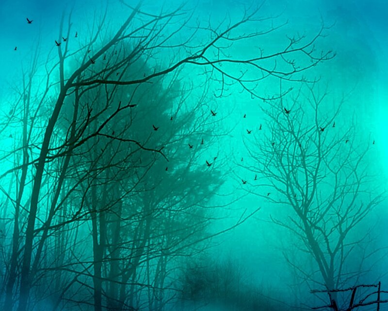 Mystical forest with birds