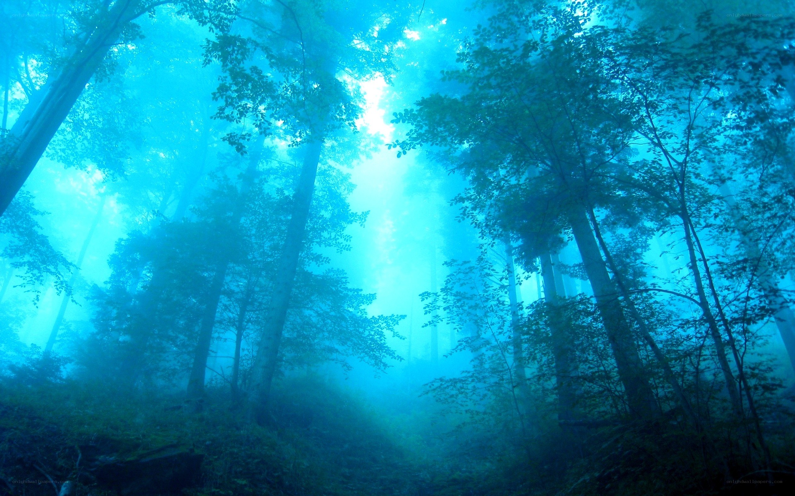 Mystical forest with blue light