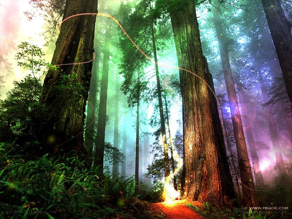 Mystical forest with glowing light