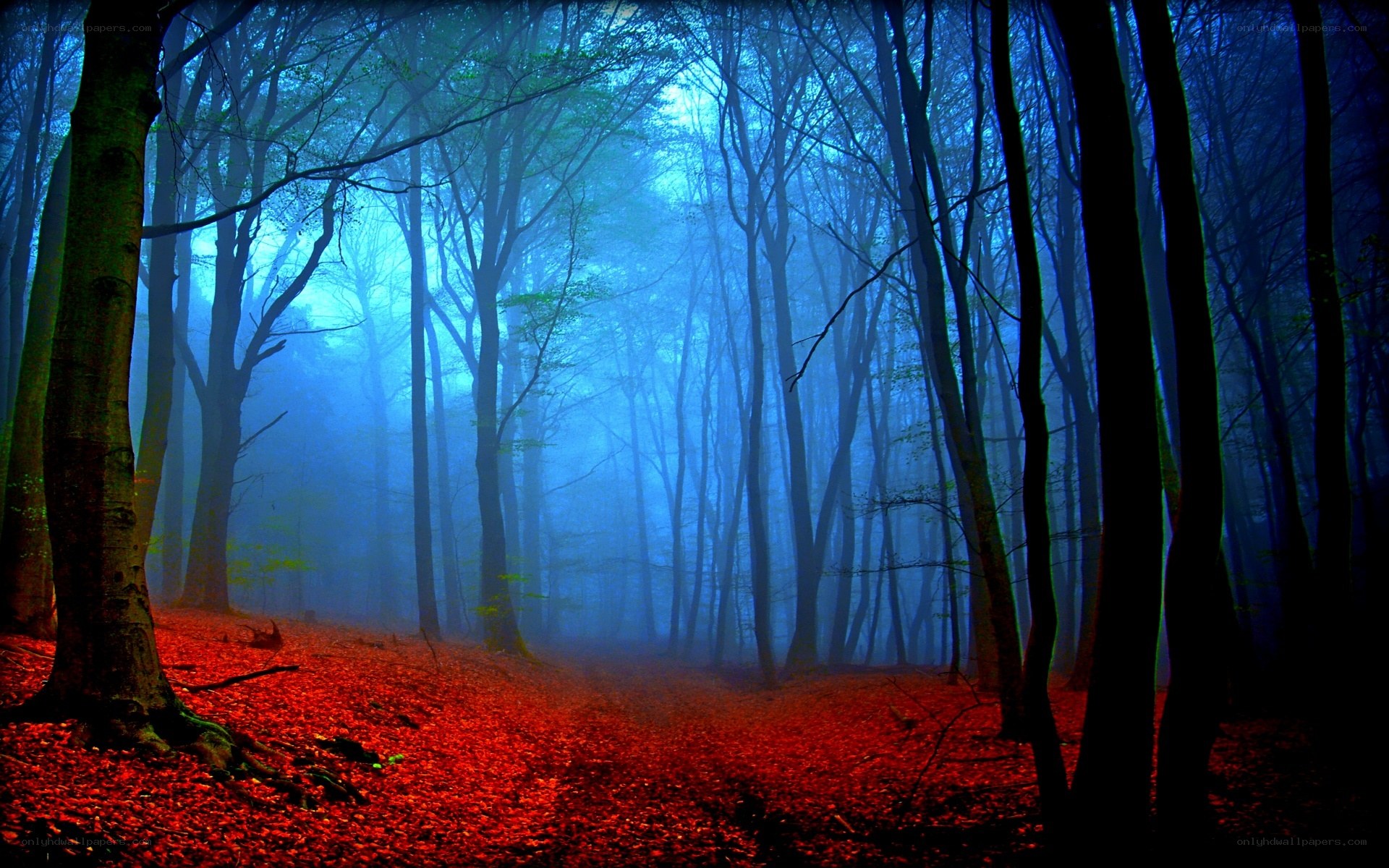 Mystical forest with red leaves