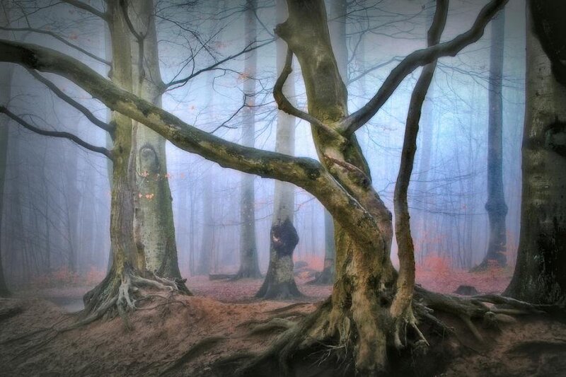 Mystical Forest with Roots