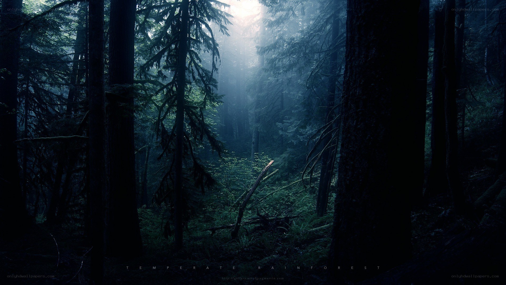 mystical forest with sunbeams