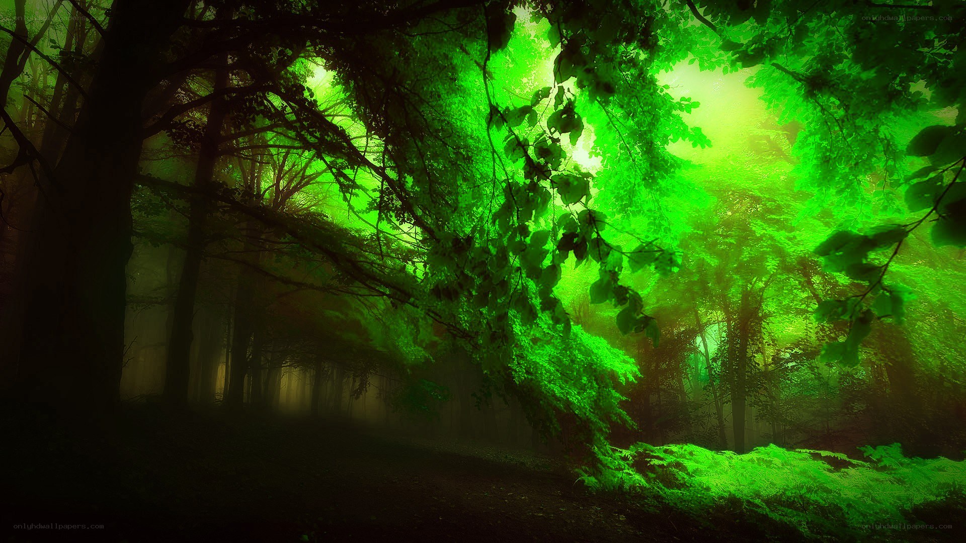 mystical green forest