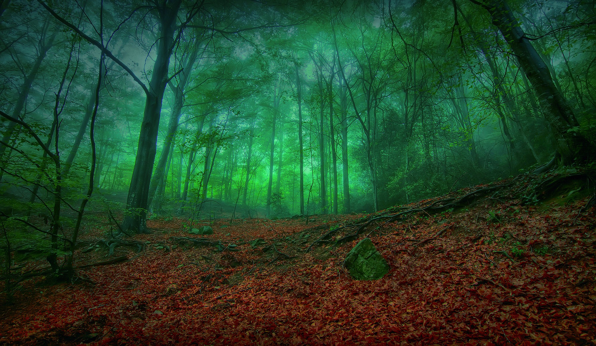 Mystical green forest
