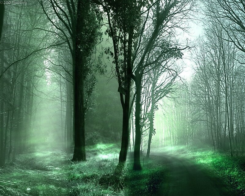 Mystical green forest path