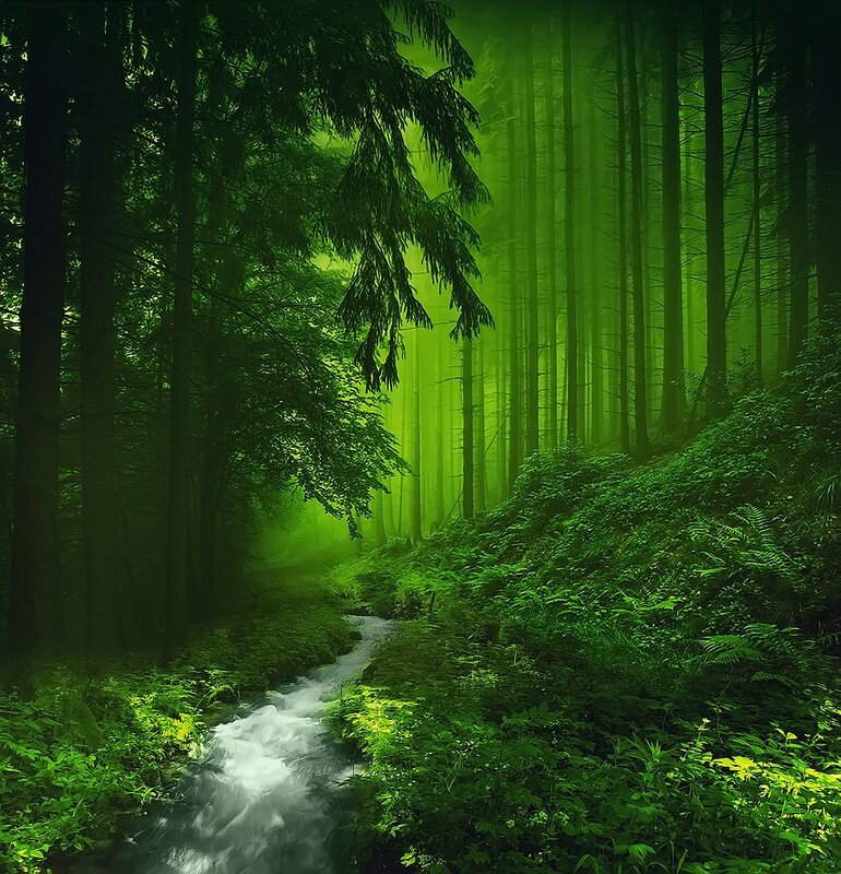 Mystical green forest stream