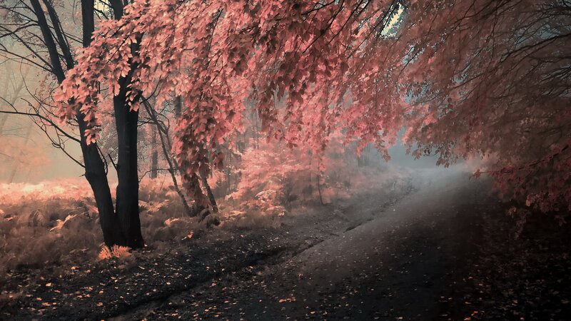 Mystical pink forest path