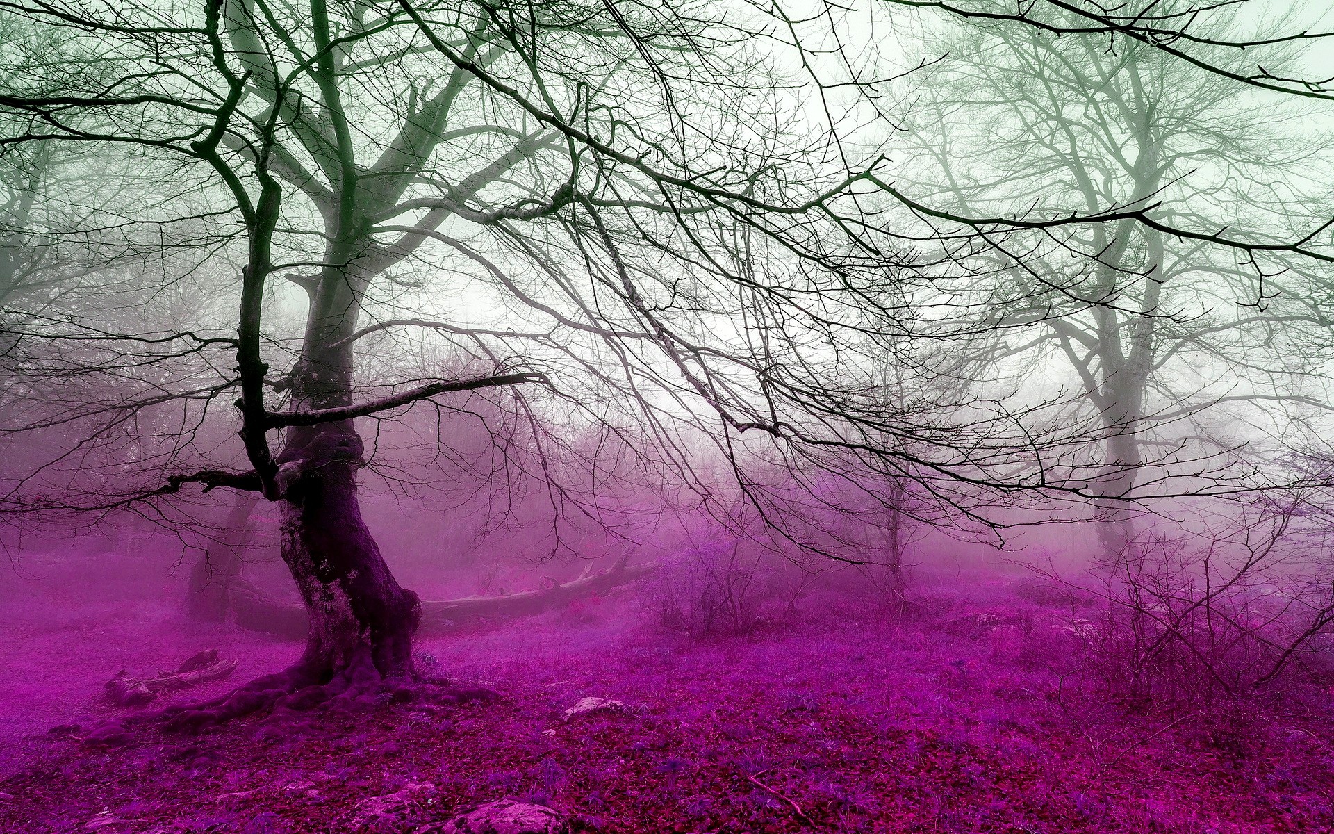 Mystical purple forest