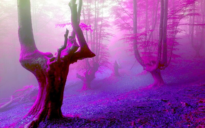Mystical Purple Forest — Ethereal