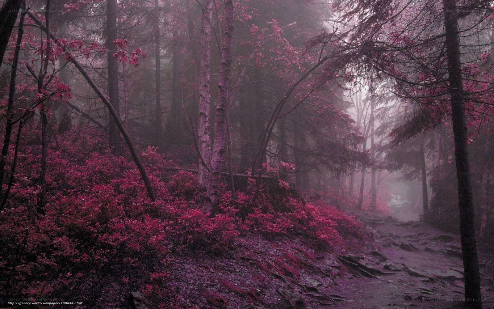 Mystical purple forest path