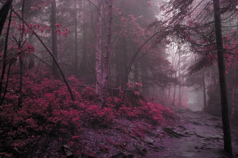 Mystical purple forest path