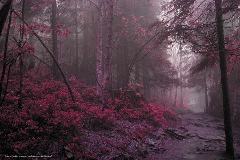 Mystical purple forest path