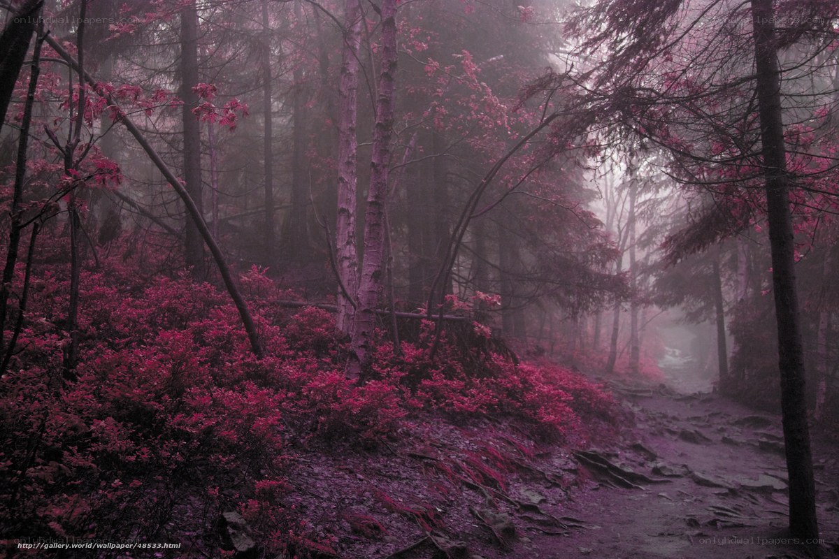 Mystical purple forest path