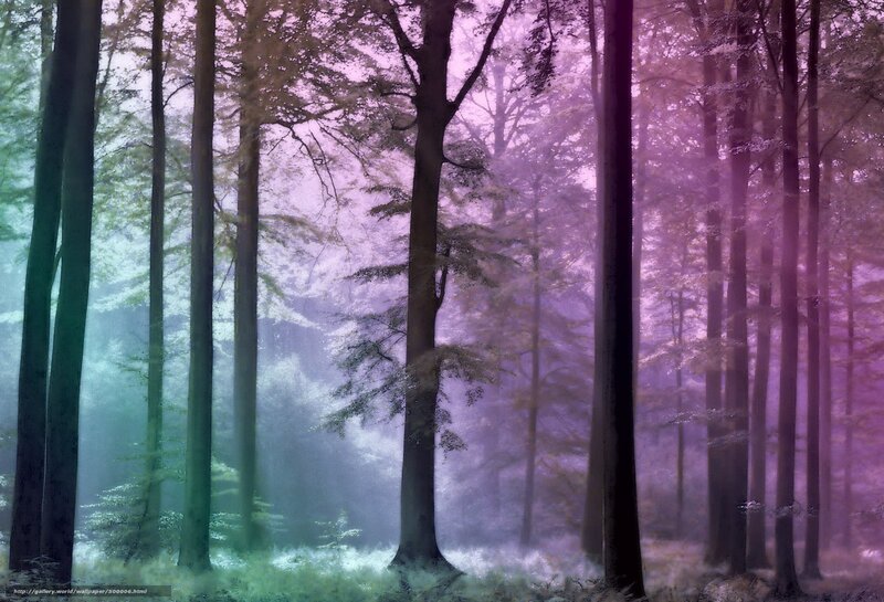 Mystical purple forest