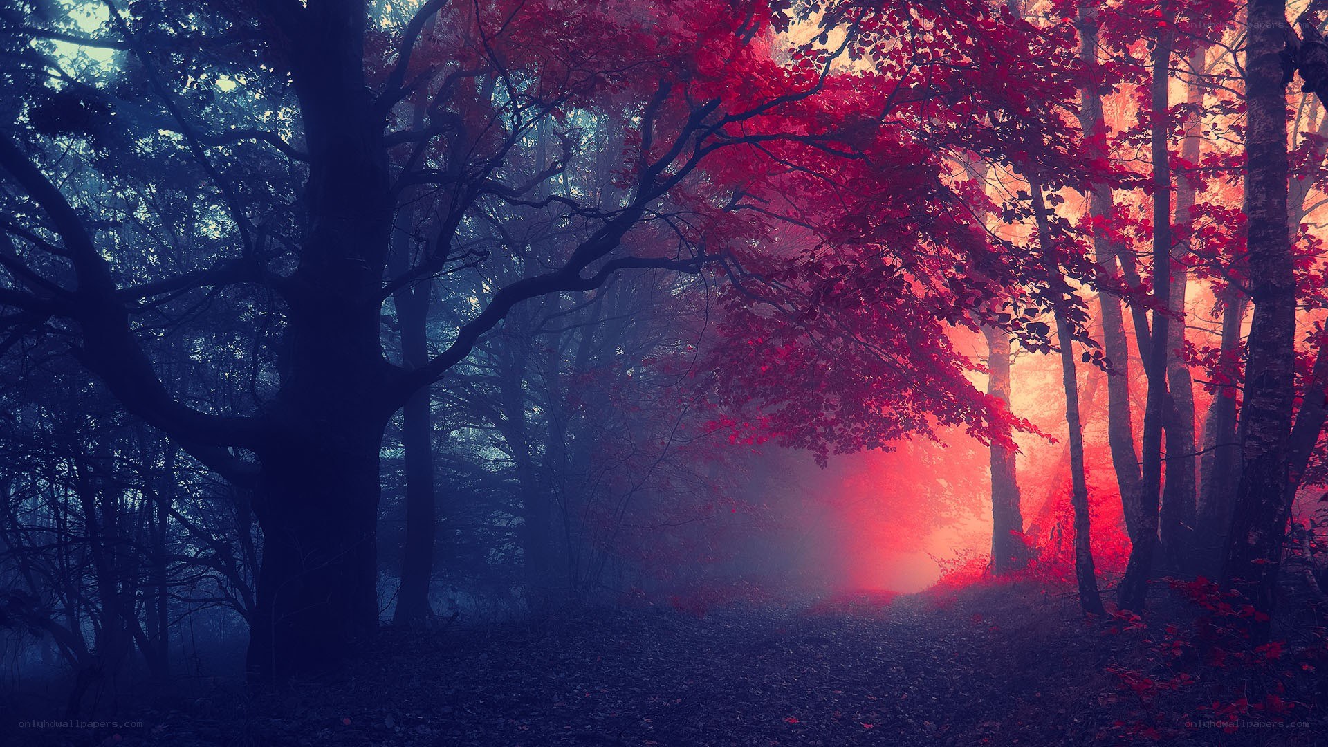 Mystical red forest path