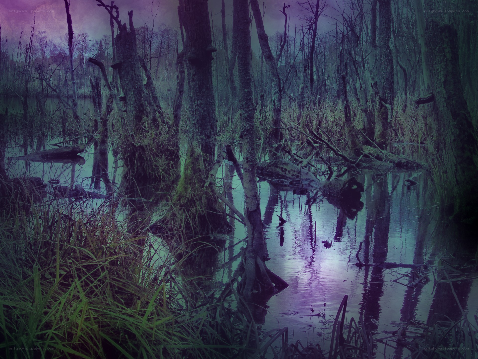 mystical swamp at dusk