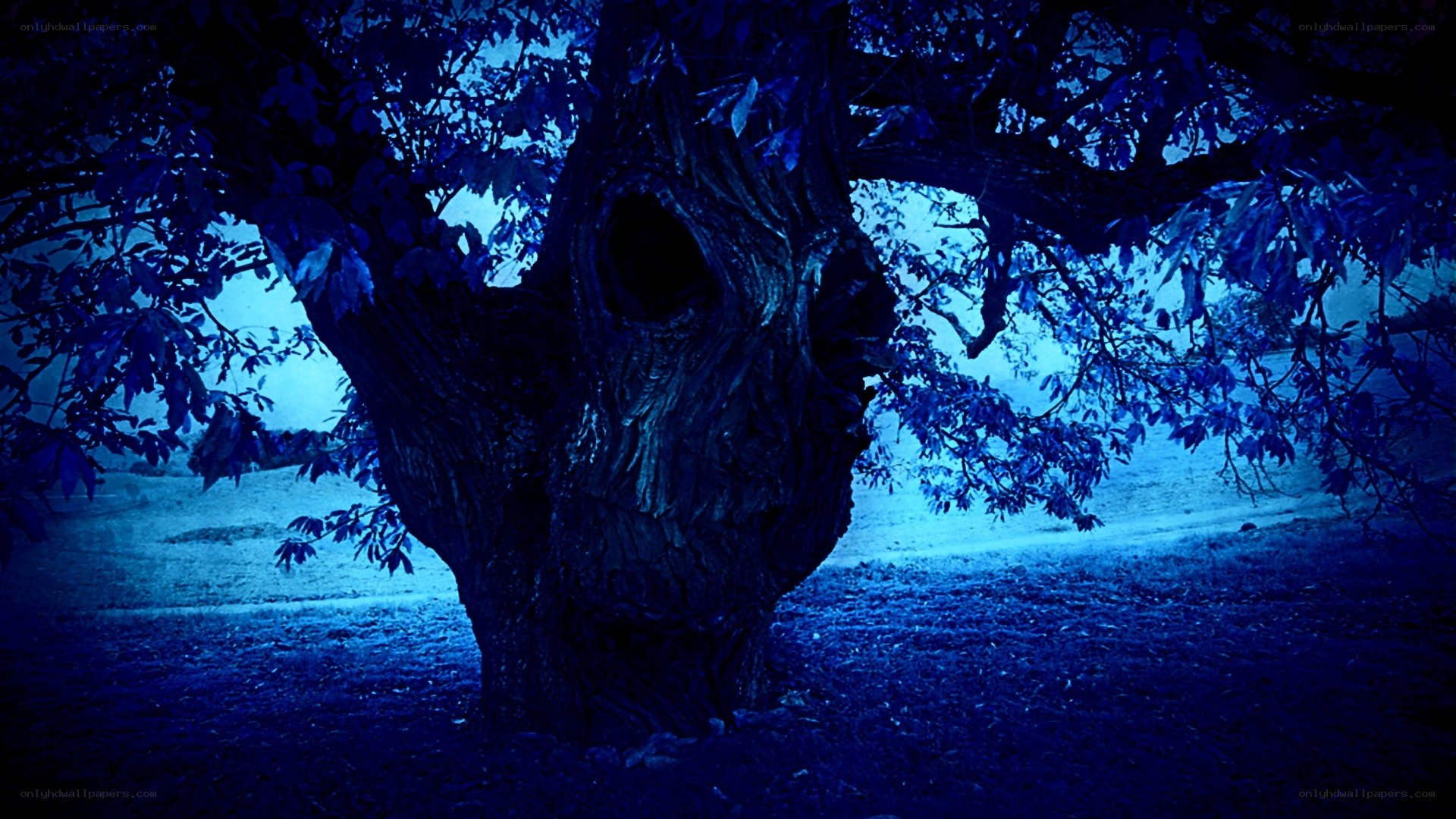 mystical tree at night