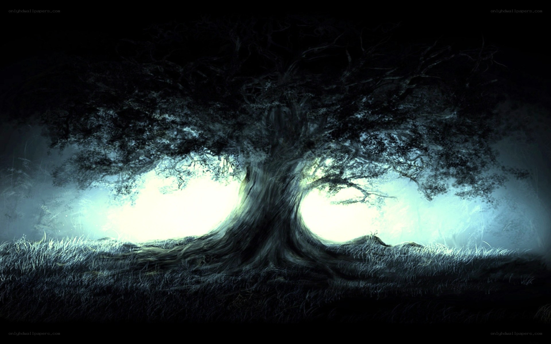mystical tree in fog