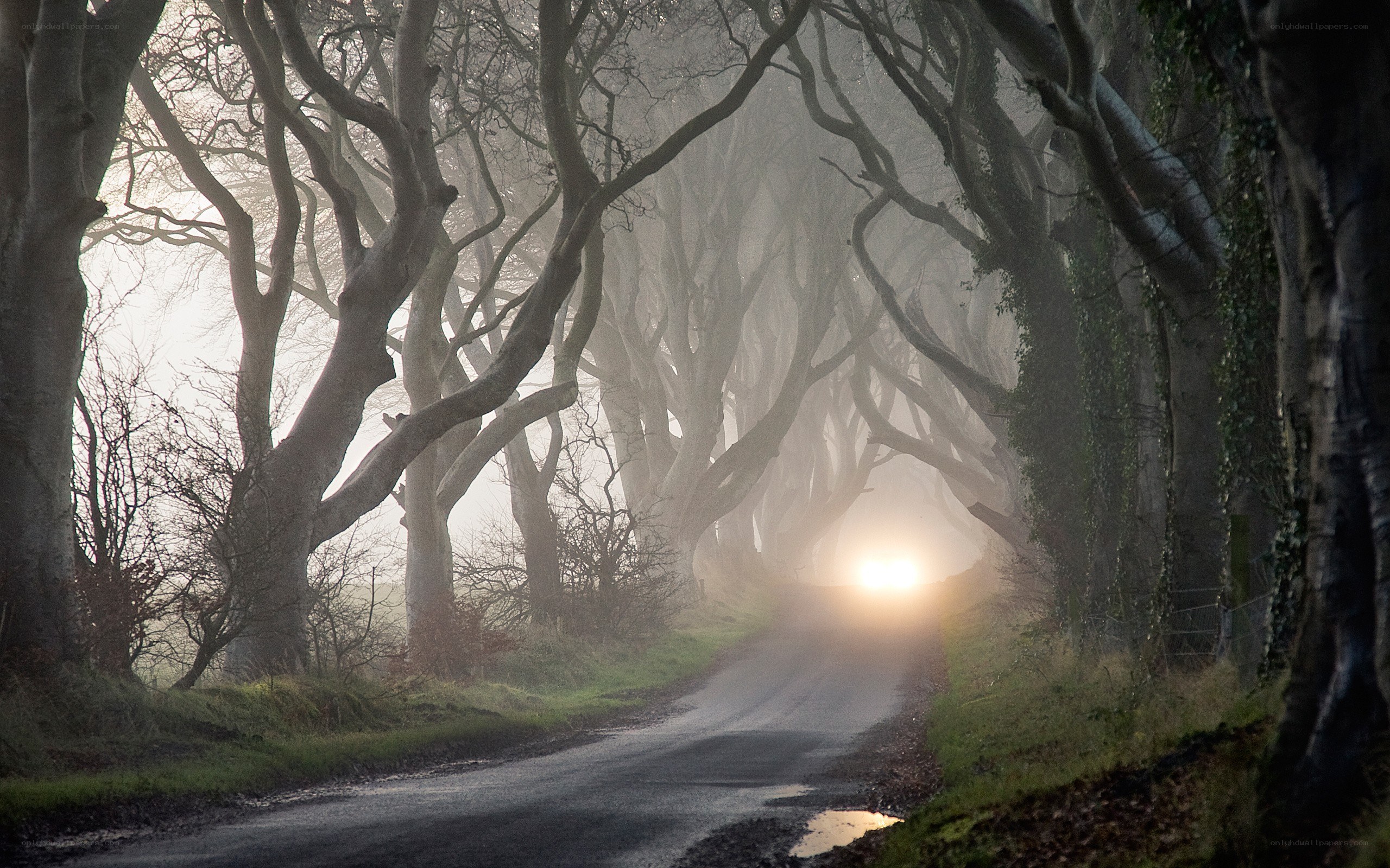 Mystical tree tunnel road