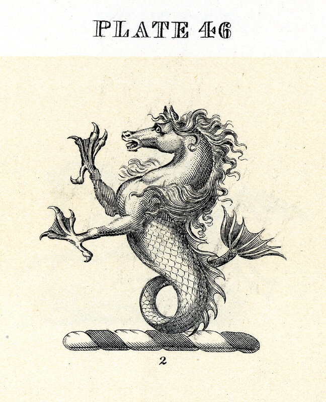 mythical sea horse illustration