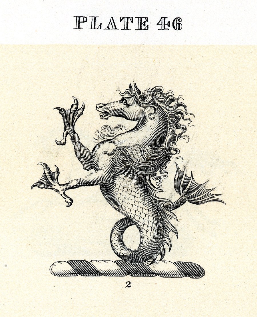 mythical sea horse illustration