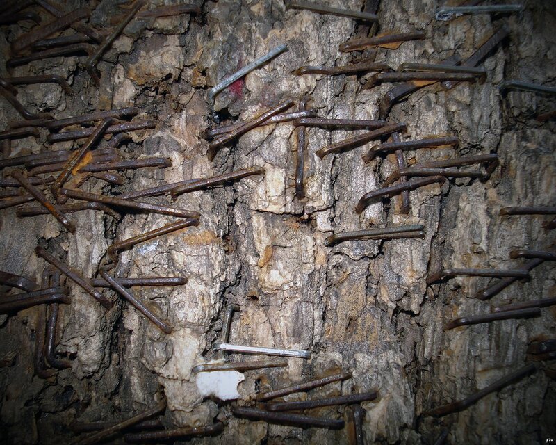 Nails embedded in tree bark