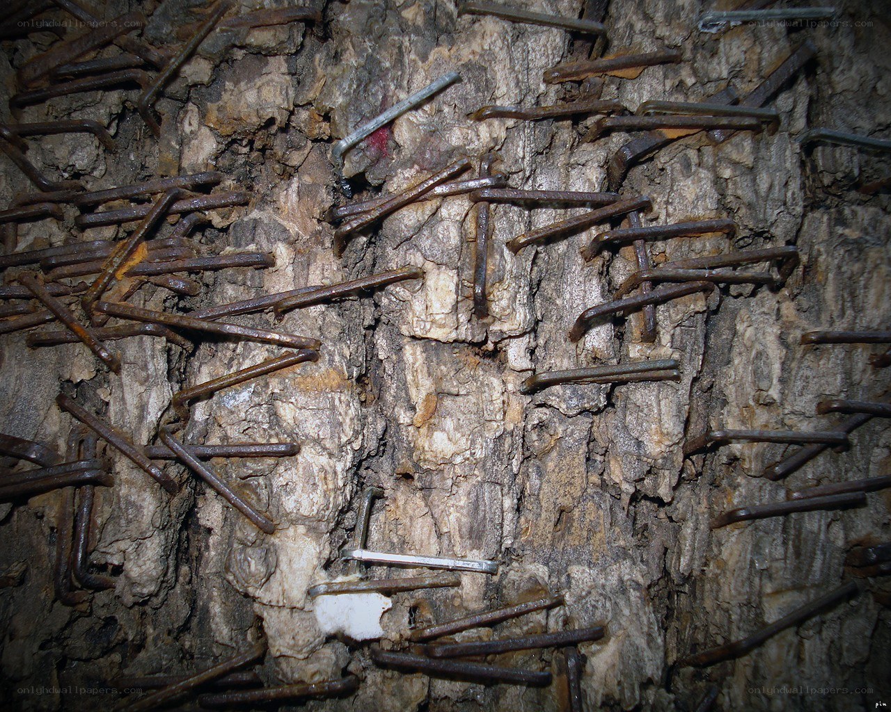 Nails embedded in tree bark