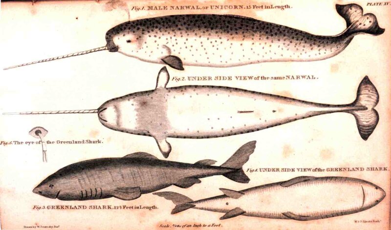 Narwhal and Greenland Shark illustrations