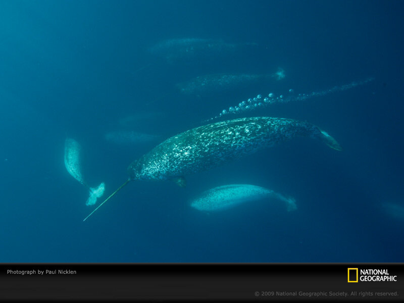 Narwhal Pod Underwater