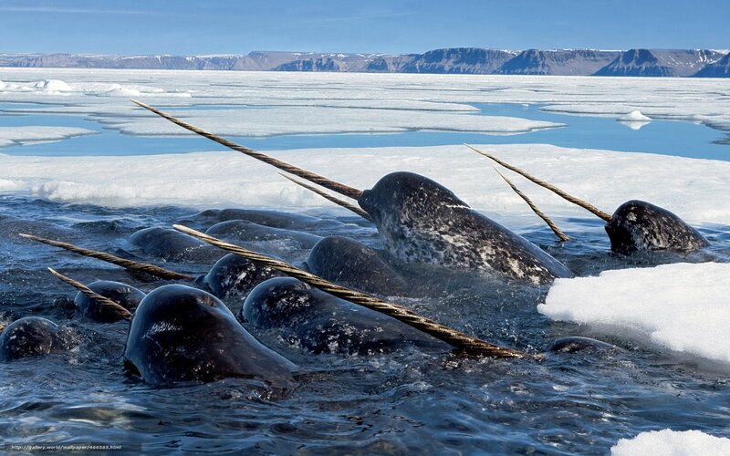 Narwhals in Arctic ice
