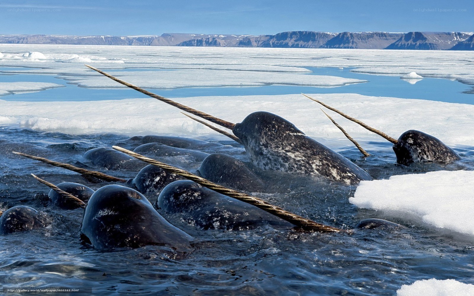 Narwhals in Arctic ice