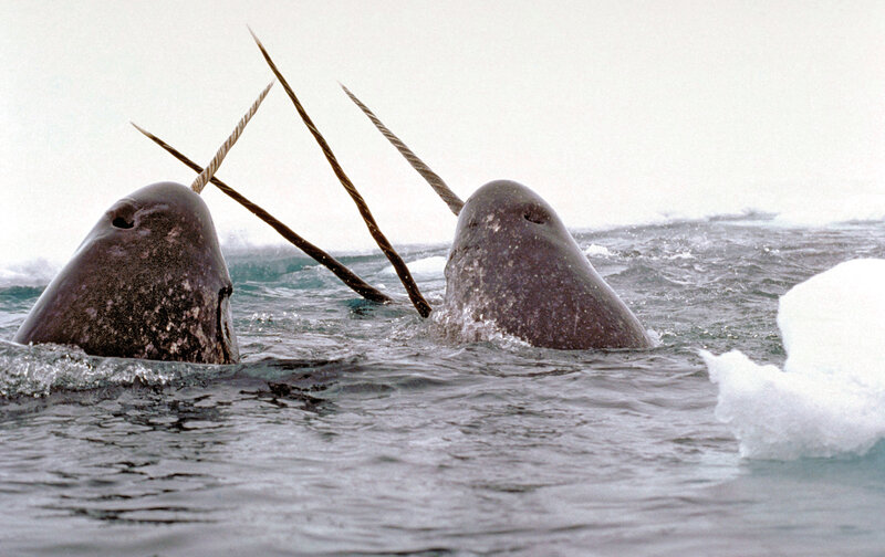 Narwhals in Arctic waters