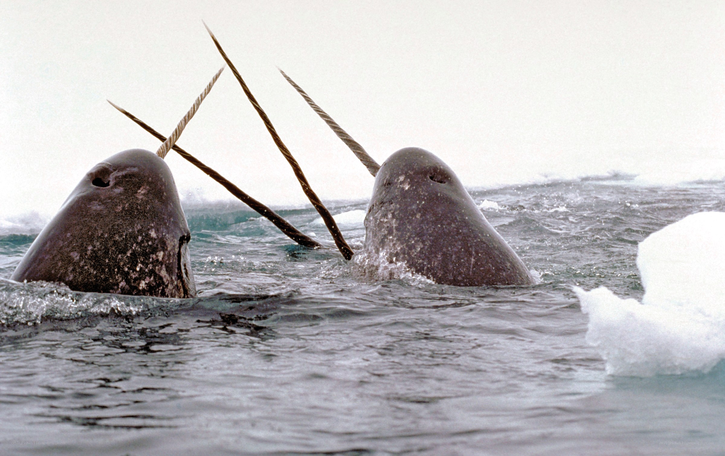 Narwhals in Arctic waters
