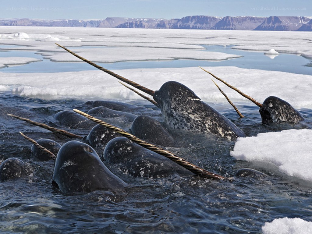 narwhals in icy water