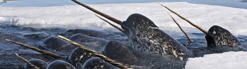 Narwhals in Icy Water — Black