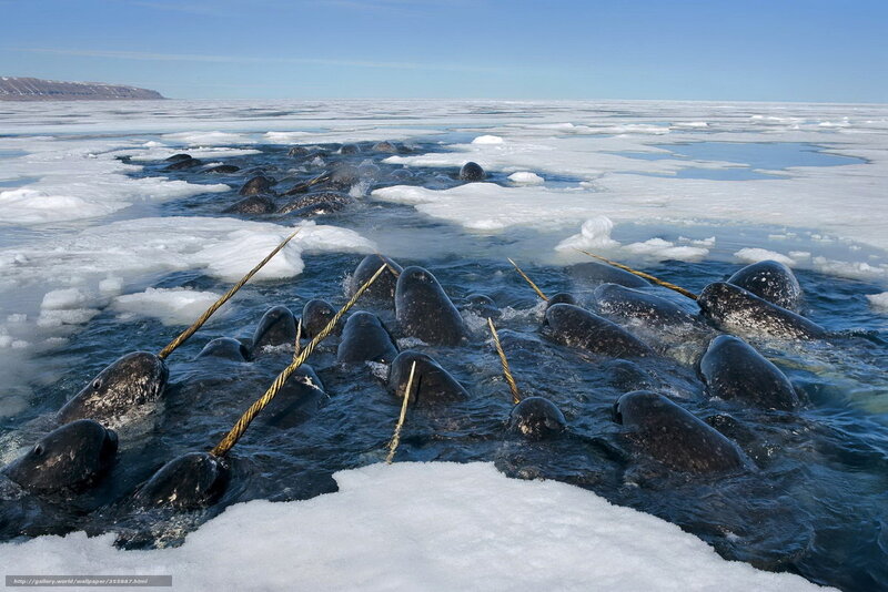 Narwhals in Icy Water — Blue, Cold