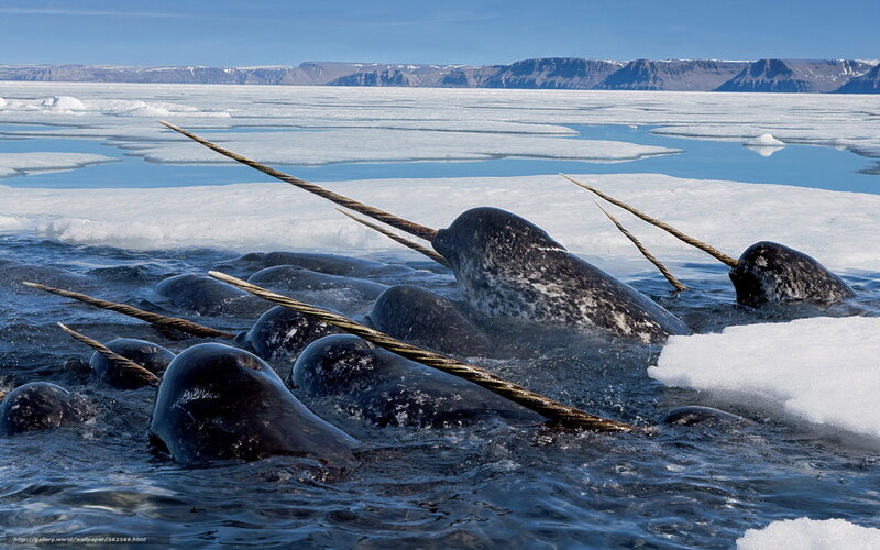 Narwhals in Icy Water — Blue, Cold, Winter