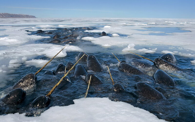Narwhals in Icy Water — Blue