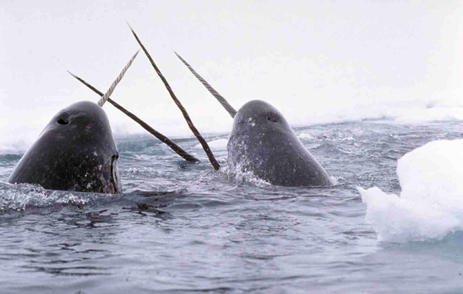 Narwhals in icy water