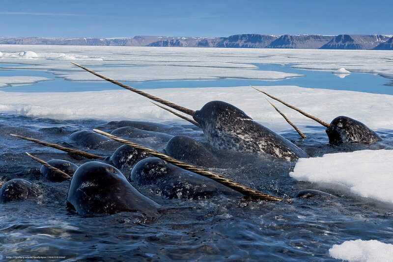 Narwhals in icy waters