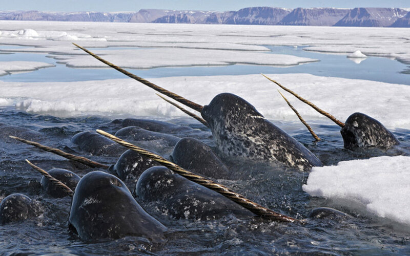 Narwhals in icy waters