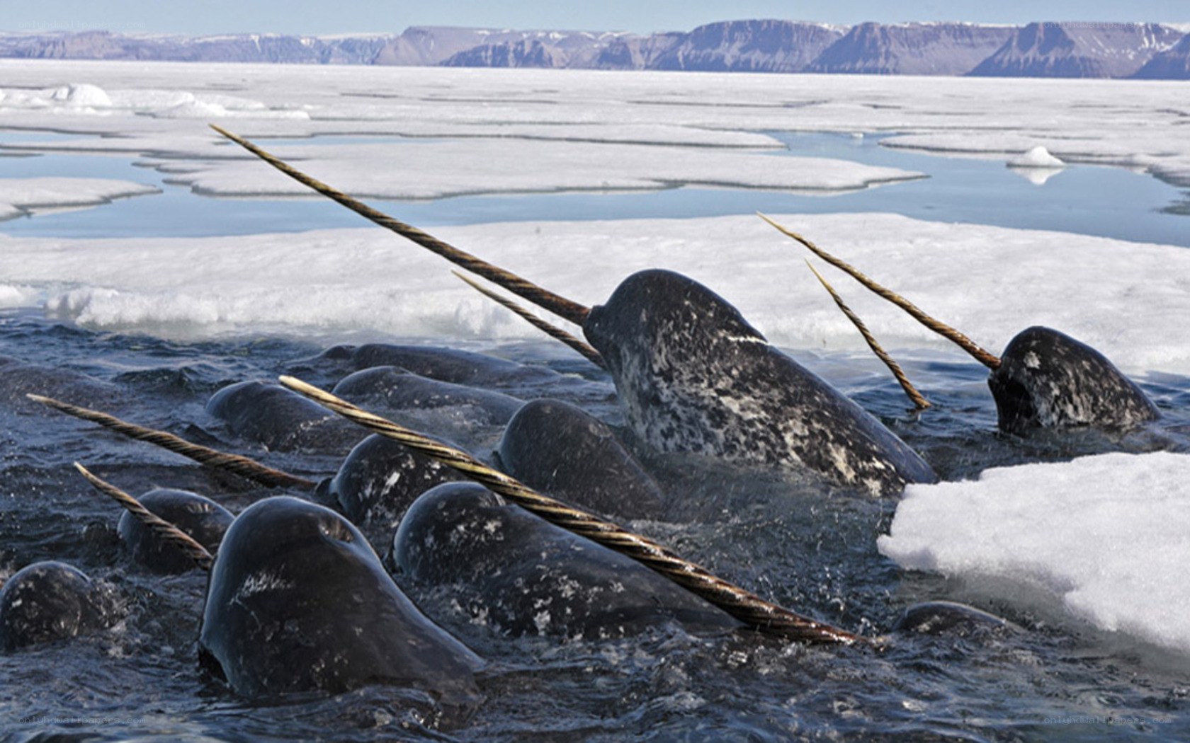 Narwhals in icy waters