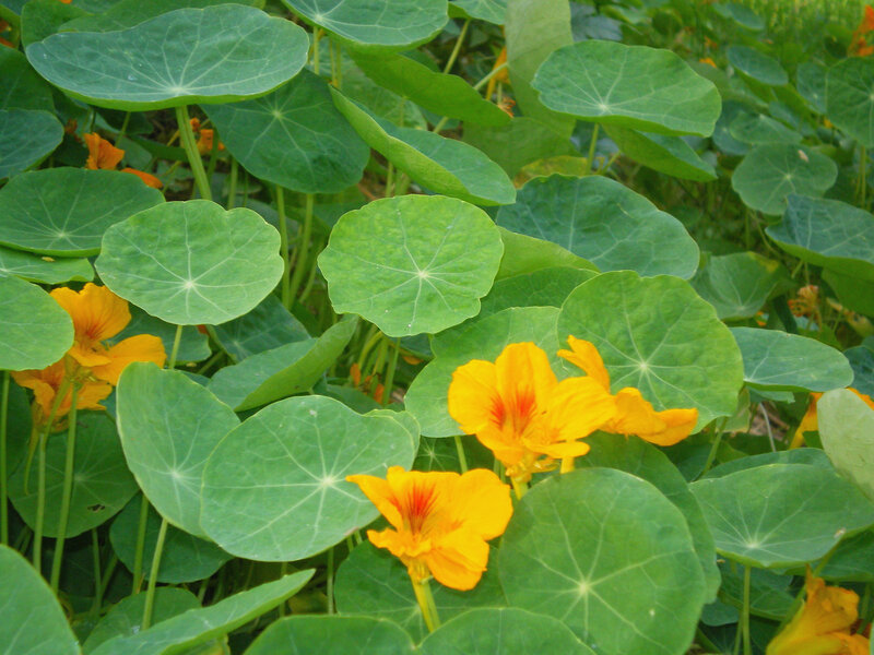 Nasturtium flowers and leaves