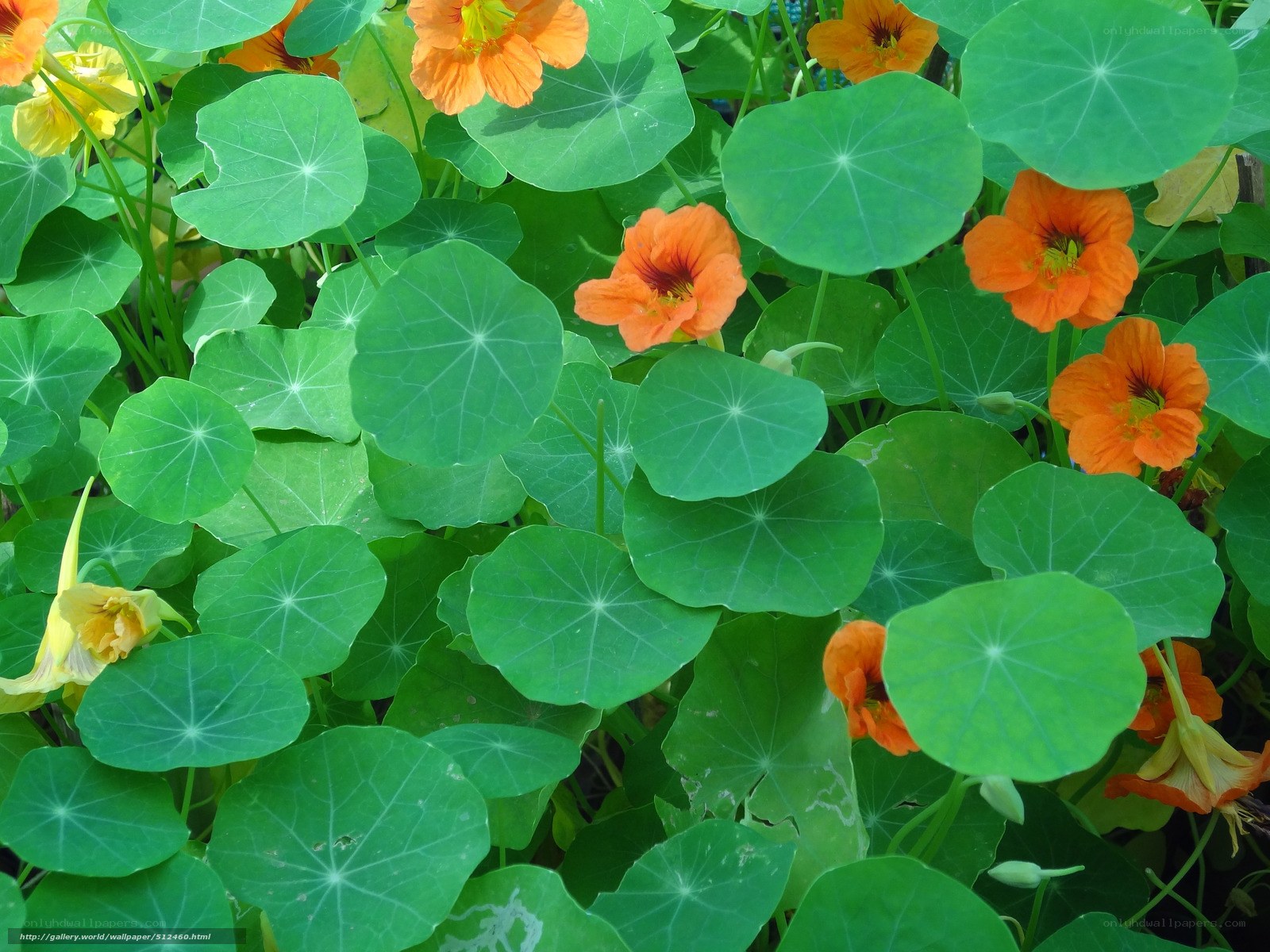 Nasturtium flowers and leaves
