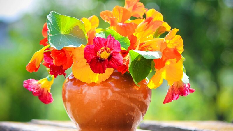 Nasturtium Flowers in Vase — Orange