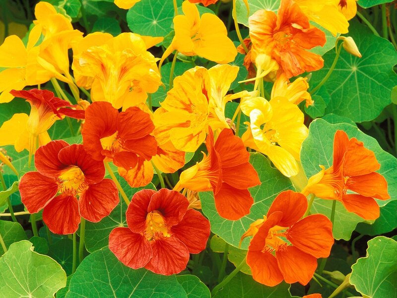 Nasturtium Flowers — Yellow